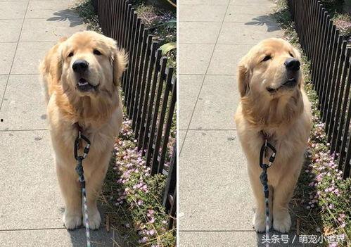 金毛爆料视频,娱乐圈幕后真相大曝光  第1张